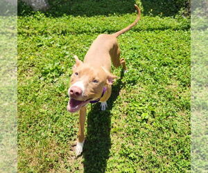 American Pit Bull Terrier-Unknown Mix Dogs for adoption in Evansville, IN, USA