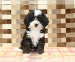 Jacob - Male Bernedoodle (Miniature)-Cavapoo (Miniature) Mix Puppy for Sale - Photo #3