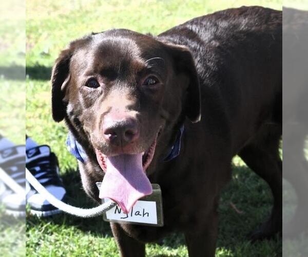 Medium Photo #2 Labrador Retriever Puppy For Sale in San Diego, CA, USA