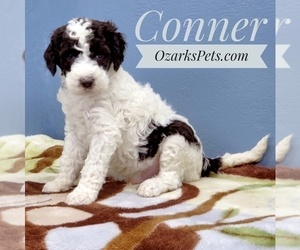 Poodle (Standard) Puppy for sale in CEDAR GAP, MO, USA
