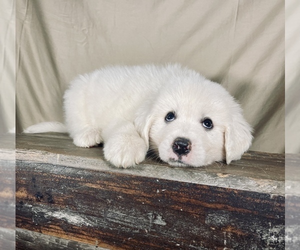 Medium Photo #2 Great Pyrenees Puppy For Sale in OCALA, FL, USA