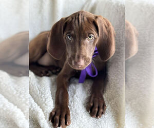 Vizsla-Weimaraner Mix Puppy for sale in CLARION, PA, USA