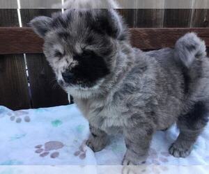 Chow Chow Puppy for Sale in VALLEJO, California USA