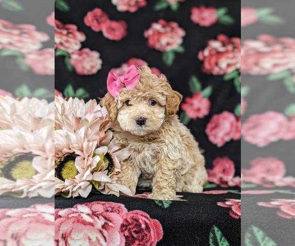 Medium Photo #1 Bichpoo Puppy For Sale in LINCOLN UNIVERSITY, PA, USA