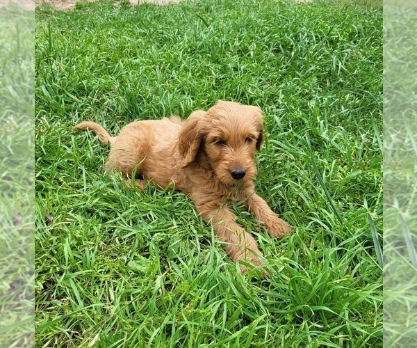 Medium Photo #4 Goldendoodle Puppy For Sale in AZLE, TX, USA