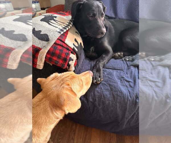 Medium Photo #12 Labrador Retriever-Unknown Mix Puppy For Sale in New York, NY, USA
