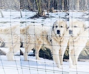 Mother of the Great Pyrenees puppies born on 05/18/2025