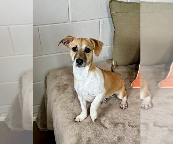 Medium Photo #3 Mutt Puppy For Sale in San Leon, TX, USA