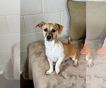 Small #2 Mutt