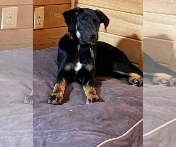 Medium Photo #2 Mutt Puppy For Sale in Shelburne, VT, USA
