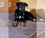 Small #1 Mutt
