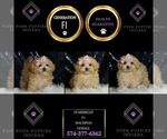 Small #6 Maltipoo