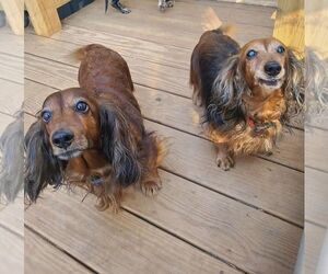 Dachshund Dogs for adoption in Charlottesville, VA, USA