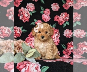 Cavapoo Puppy for Sale in PEACH BOTTOM, Pennsylvania USA