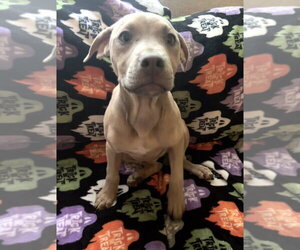 Waffle Fry Potato - Female Black Mouth Cur-Unknown Mix Dog for Adoption - Photo #3