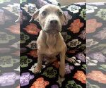 Small Photo #3 Black Mouth Cur-Unknown Mix Puppy For Sale in Boston, MA, USA