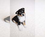 Small #3 Australian Shepherd