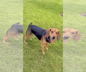 Beagle Dogs for adoption in St. Louis Park, MN, USA