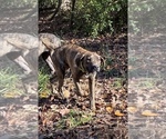 Small Spanish Bulldog (Alano Español)