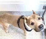 A662712 - Male Mutt Dog for Adoption - Small photo