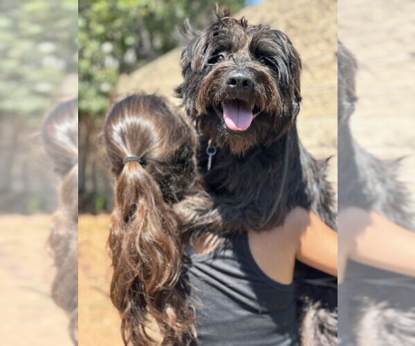 Medium Photo #3 Mutt Puppy For Sale in San Diego, CA, USA