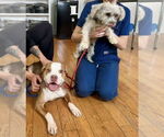 Small Photo #10 American Pit Bull Terrier Puppy For Sale in Chester, NJ, USA