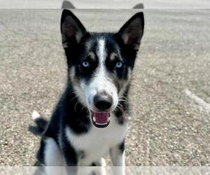 Siberian Husky-Unknown Mix Dogs for adoption in Santa Rosa, CA, USA