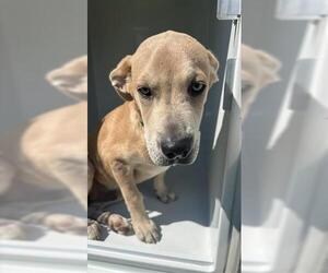 Boxador Dogs for adoption in Houston, TX, USA