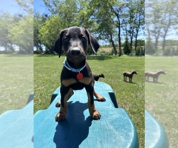 Medium Photo #8 Doberman Pinscher Puppy For Sale in BROOKFIELD, MO, USA