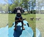 Small #7 Doberman Pinscher