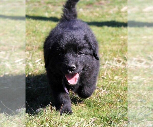 Medium Photo #1 Golden Mountain Dog Puppy For Sale in CLAYTON, WA, USA