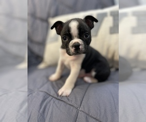 Boston Terrier Puppy for sale in COOKEVILLE, TN, USA