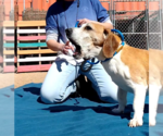 Small #10 Beagle