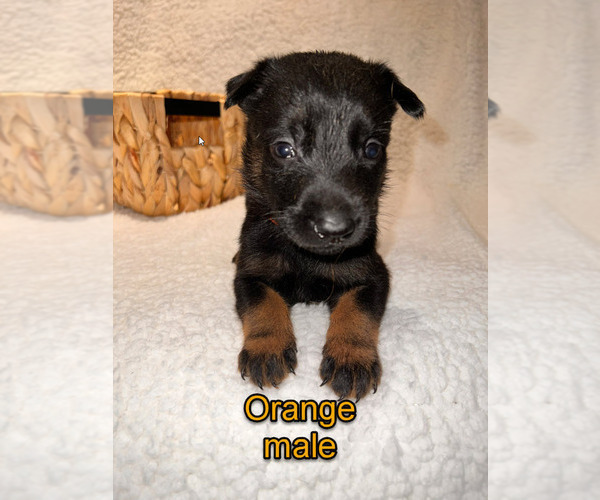Medium Photo #17 Belgian Malinois Puppy For Sale in HOUSTON, TX, USA