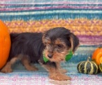 Small Photo #2 Shorkie Tzu Puppy For Sale in LANCASTER, PA, USA