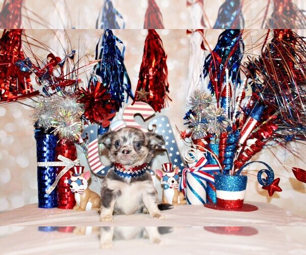 Medium Photo #47 Chihuahua Puppy For Sale in CHARLESTON, AR, USA