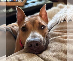 Mutt Dogs for adoption in Canton, CT, USA
