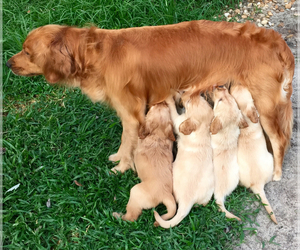 Mother of the Golden Retriever puppies born on 02/07/2022
