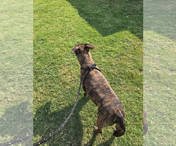 Medium Photo #3 Plott Hound-Unknown Mix Puppy For Sale in Rowlett, TX, USA