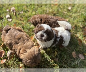Shih Tzu Puppy for sale in FRESNO, CA, USA