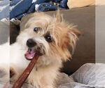 Small #2 Norfolk Terrier Mix