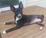 Small Basenji-Rat Terrier Mix