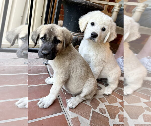 Medium Photo #8 Anatolian Pyrenees Puppy For Sale in Houston, TX, USA