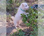 Small #5 Mutt