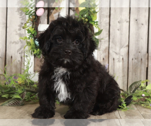 ShihPoo Puppy for sale in MOUNT VERNON, OH, USA