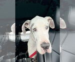Small #3 Great Dane