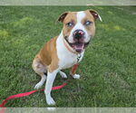 Small #1 American Pit Bull Terrier Mix
