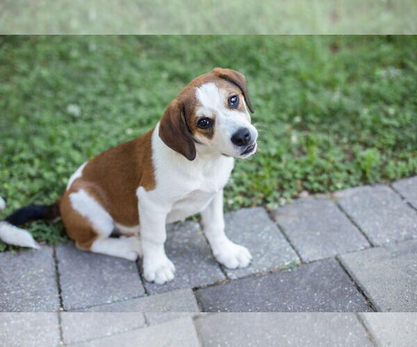 Medium Photo #7 Beagle-Unknown Mix Puppy For Sale in Derwood, MD, USA