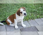 Small #6 Beagle Mix