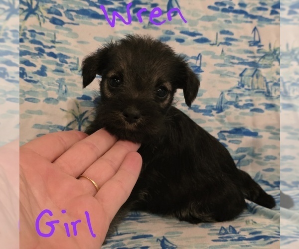 Medium Photo #12 Chizer Puppy For Sale in MONTEZUMA, GA, USA